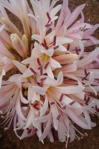 Brunsvigia bosmaniae purple anthers